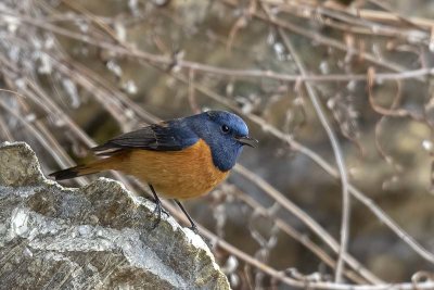 Blue-fronted Redstart (male)