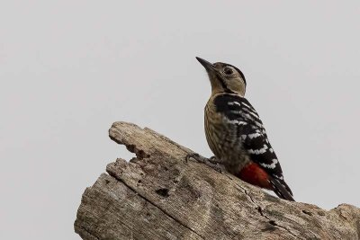 Fulvous-breasted Woodpecker