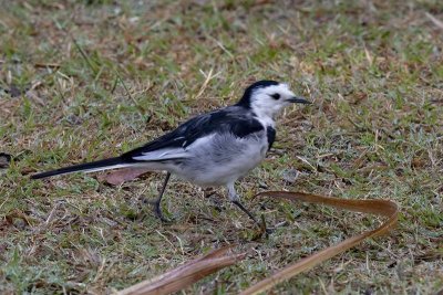 White Wagtail (male)