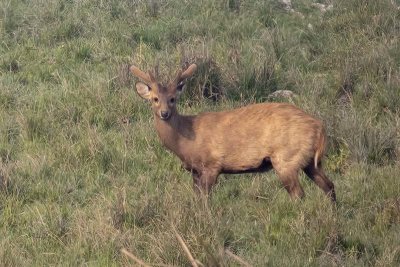 Barasingha (Swamp Deer) -- vulnerable