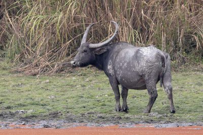 Wild Water Buffalo -- endangered