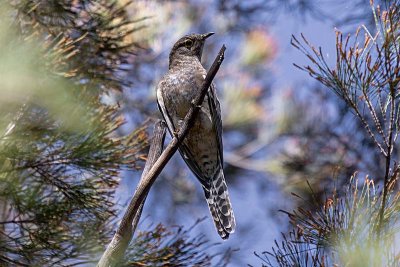Fan-tailed Cuckoo (juvenile)