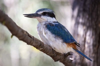 Red-backed Kingfisher (Todiramphus pyrrhopygius)