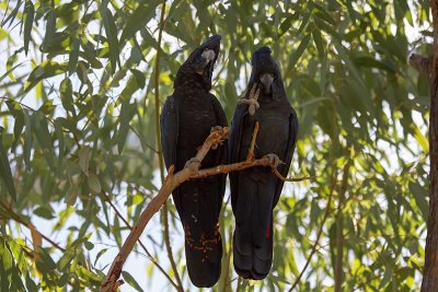 Red-tailed Black Cockatoo (Calyptorhynchus banksii) -- female and male