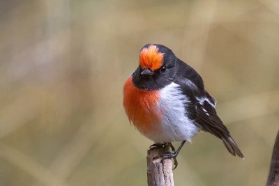 Red-capped Robin