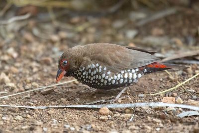 Painted Finch (Emblema pictum)