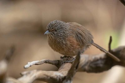 Dusky Grasswren