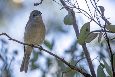 Grey Shrikethrush -- female (Colluricincla harmonica)