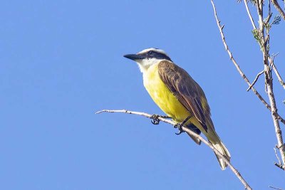 Great Kiskadee