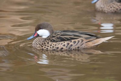 White-cheeked Pintail