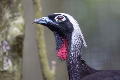 Black-fronted Piping Guan (endangered)