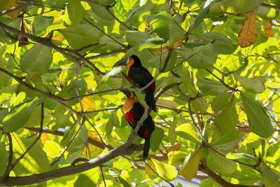 Ariel Toucan (Ramphastos vitellinus ariel)