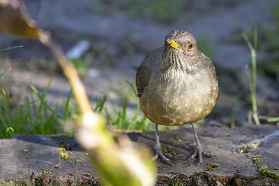 Rufous-bellied Thrush (Turdus rufiventris)