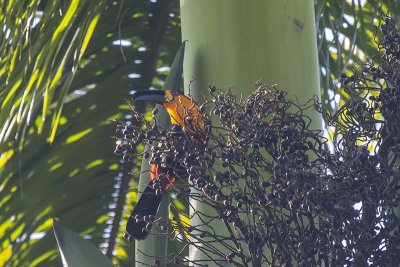 Ariel Toucan (Ramphastos vitellinus ariel)