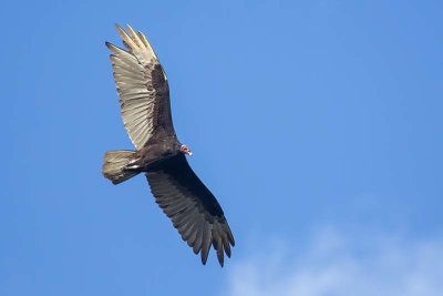 Turkey Vulture (Cathartes aura)