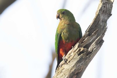 King Parrot (Alisterus scapularis) -- female