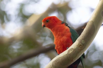 King Parrot (Alisterus scapularis) -- male