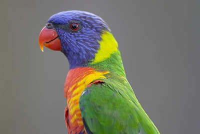 Rainbow Lorikeet (Trichoglossus haematodus)