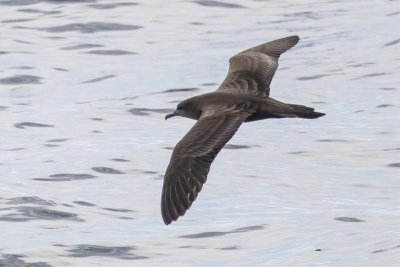 Petrels, Shearwaters, Diving Petrels (Procellariidae)