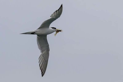 Crested Tern (Thalasseus bergii)