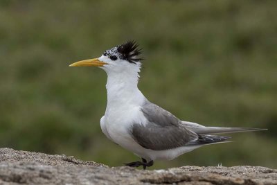 Crested Tern (Thalasseus bergii)