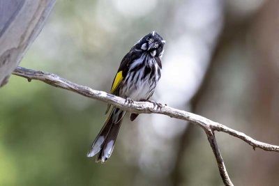 New Holland Honeyeater (Phylidonyris navaehollandiae)