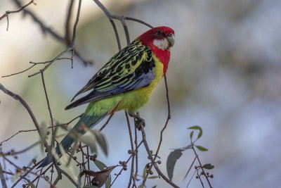 Eastern Rosella (Platycercus eximius)