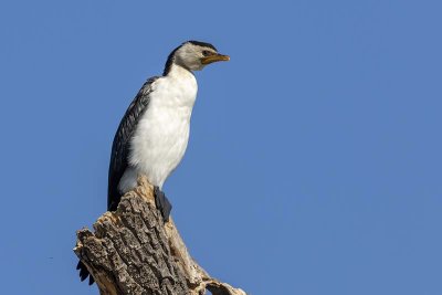 Little Pied Cormorant (Phalacrocorax melanoleucos)