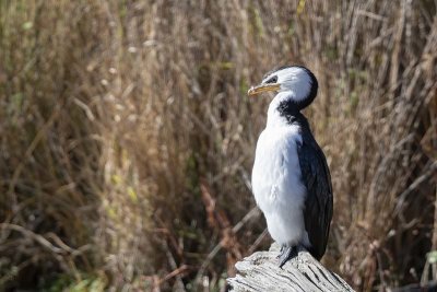 Little Pied Cormorant (Phalacrocorax melanoleucos)