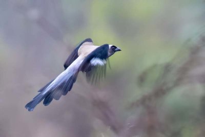 Grey Treepie (Dendrocitta formosae)