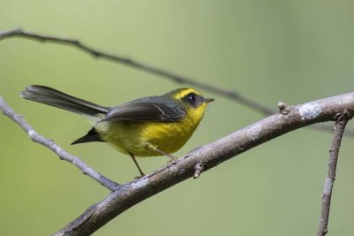 Yellow-bellied Fantail (Chelidorhynx hypoxanthus)