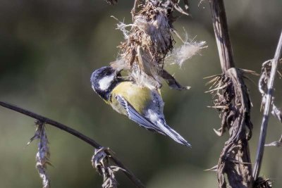 Green-backed Tit (Parus monticolus)