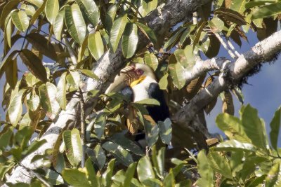 Wreathed Hornbill (Rhyticeros undulatus) -- male