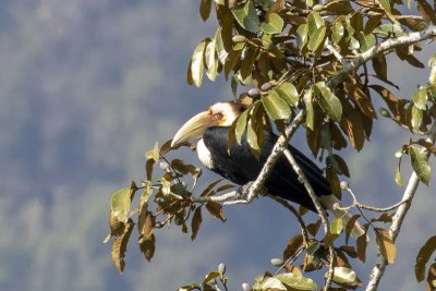 Wreathed Hornbill (Rhyticeros undulatus)