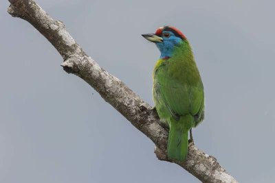 Blue-throated Barbet (Psilopogon asiaticus)