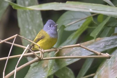 Grey-headed Canary-flycatcher (Culicicapa ceylonensis)