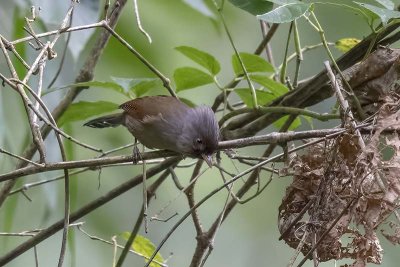 Rusty-fronted Barwing (Actinodura egertoni)