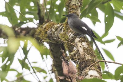Long-tailed Sibia (Heterophasia picaoides)
