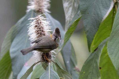 Whiskered Yuhina (Yuhina flavicollis)