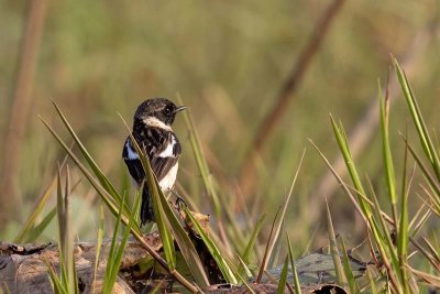 Siberian Stonechat (Saxicola maurus)