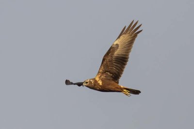 Eastern Marsh Harrier (Circus spilonotus) -- immature