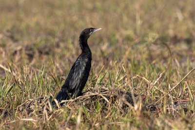 Little Cormorant (Microcarbo niger)