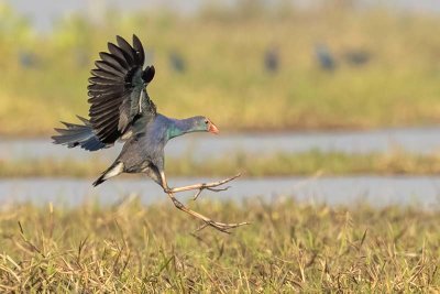 Grey-headed Swamphen (Porphyrio poliocephalus)