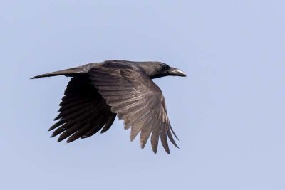 Eastern Jungle Crow (Corvus levaillantii)