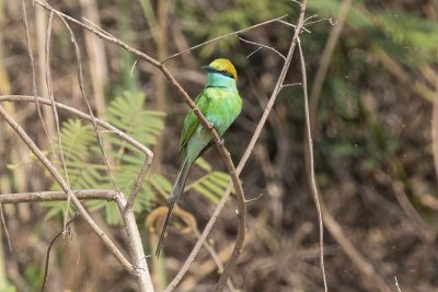 Green Bee-eater (Merops orientalis)