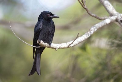 Spangled Drongo (Dicrurus hottentottus)