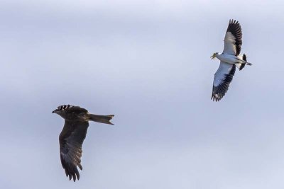 Masked Lapwing (Vanellus miles) harassing a Black Kite