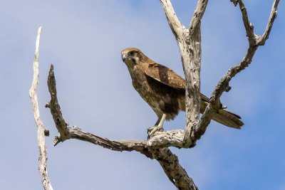 Brown Falcon (Falco berigora)