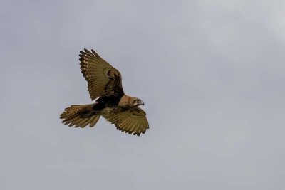 Brown Falcon (Falco berigora)