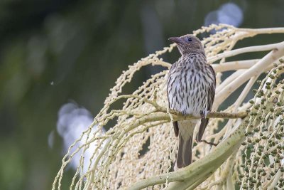 Figbird (Sphecotheres viridis) -- female